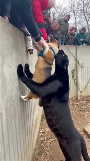 SCARY Close Call! Crowd Rescues Dog from Black Panther 🐆😱