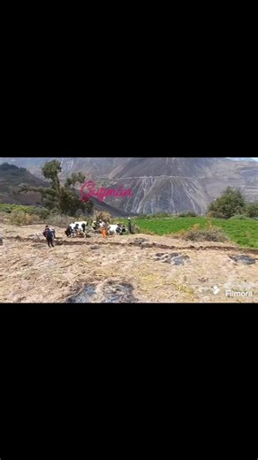 4.3K views · 84 reactions | #ᴄʜᴀʀᴄᴀɴᴀver video completo para más novedades El sembrio de maiz  﫛勒凌塞𣏕del sr Rubén Mayhuire en Humaza una costumbre que se hace cada año el sembrio 怜 | Charcana visión. Para todo. El mundo | Facebook