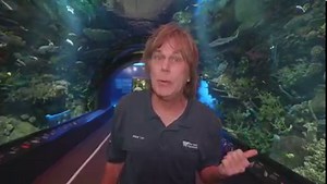 80 reactions · 12 shares | Last week, we gave you a look at Ocean Wonders: Sharks with Supervisor Hans Walters! Today, we’re giving you an up-close look at a training session with our sharks at the aquarium. Tune in and keep an eye out for more videos in the coming weeks! | New York Aquarium | Facebook