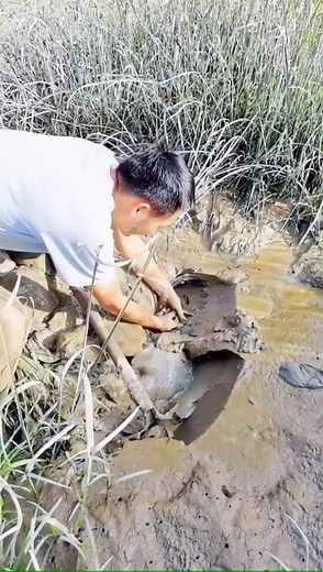 Dig a big mud fish #mudfish #dig #outdoors #mudfield