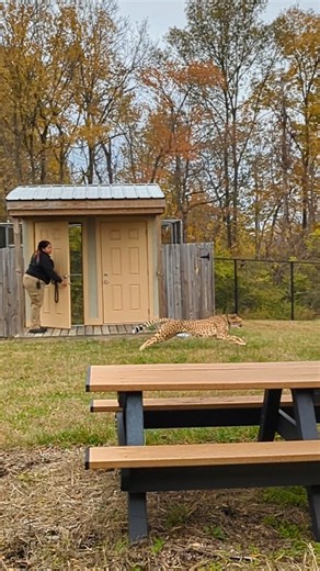 And here is part of the second cheetah run from the behind the scenes experience. . Rosie is the cheetah seen here. 11/2/2025 | CAW Photography Studio