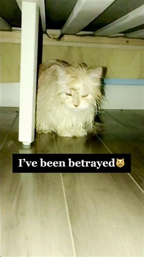 Hilarious Cat Tries to Escape Bath 😹💦 #FunnyCats #CatFails #CatShorts #CatBath