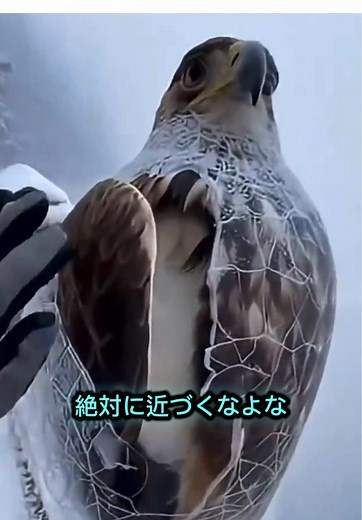 動物が凍る国：中国北部の厳しい冬