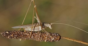 5 insectes volants qui peuvent s’avérer très nuisibles