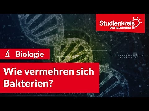 Wie vermehren sich Bakterien? | Biologie verstehen mit dem Studienkreis