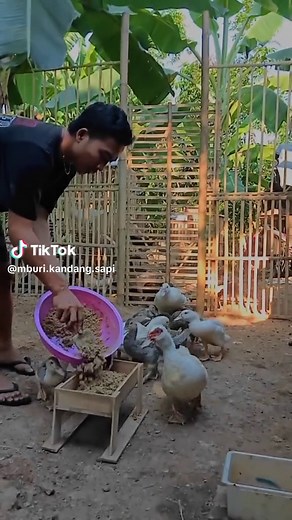 mlampah alon-alon ro sinau 🙏#entokjumbo #entokrambon #entokjumbotronton #entok #mentokjeparakotaukir #peternakmuda #unggasfams #peternakindonesia #sobaternak