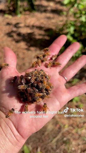 What is Queen Bee Balling? Natural Honeybee Colony Process