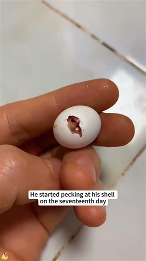 Miracle Parrot Birth 🦜 | Assisted Egg Laying & Baby Arrival in Just 1 Day! #ParrotBirth #ParrotEgg