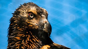 This bird of prey breaks bones. | Beautiful News