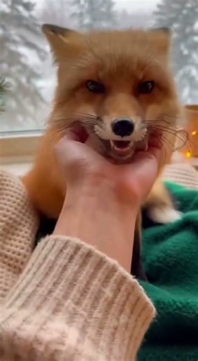 A Fox… Being This Cute?! 😭#Fox #CuteFox #AIFox #PetTherapy#CuddleVerse
