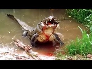 Huge Alligator Crushes Turtle!