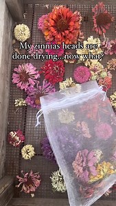 DETAILS DOWN HERE⬇️ 🌸 My zinnia heads are done drying… now what? Here’s how to store them for next spring—Lazy Girl style! After drying your harvested zinnia heads for at least 3 weeks, you have two super easy options: 1. **Leave the Heads Intact**: Just pop the whole dried heads into an organza bag. These bags are breathable and make it so easy to store or even gift seeds! When spring rolls around, you can either toss the entire head into the ground (yes, it’s that simple!) or rub it between y