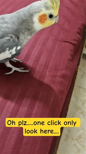Roadrunner Cockatiel #cockatiel #roadrunner #cocktail #petbird