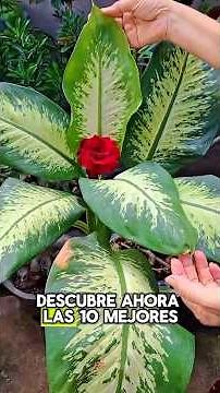 DISCOVER THE BEST PLANTS TO HAVE AT HOME #SHORTVIRAL #medicinalherbs #youtubeshort
