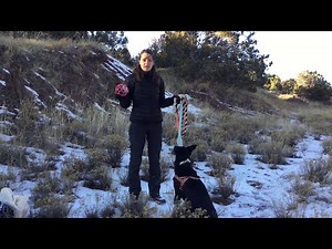 How to teach your dog to come when called