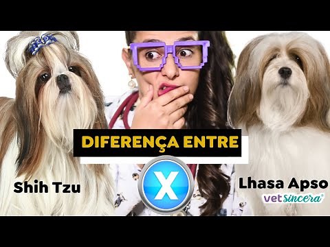Aprenda de uma vez por todas a diferença entre Lhasa Apso e Shih Tzu. Como diferenciar essas raças.