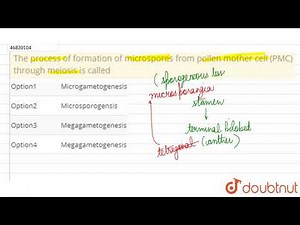 The process of formation of microspores from pollen mother cell (PMC) through meiosis is called