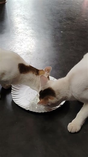 Reo aur Leo ki dahi party . #music #song #love #trending #cat #funny #fypシ゚viral #viralsong #special