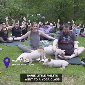 WATCH VIDEO: Three little piggies went to a yoga class. Three little piggies had a blast. Wilbur, Charlotte and Bluey are the latest attraction in the growing trend of #yoga with #animals. | ShanghaiEye