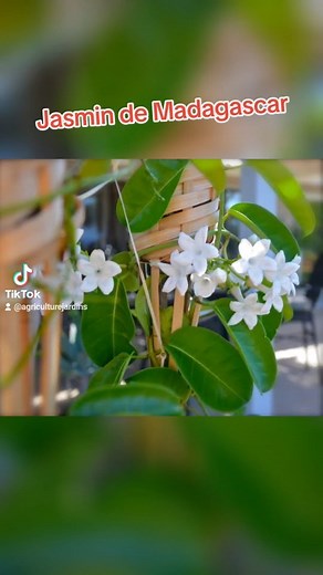 Jasmin de Madagascar | Agriculture et jardin
