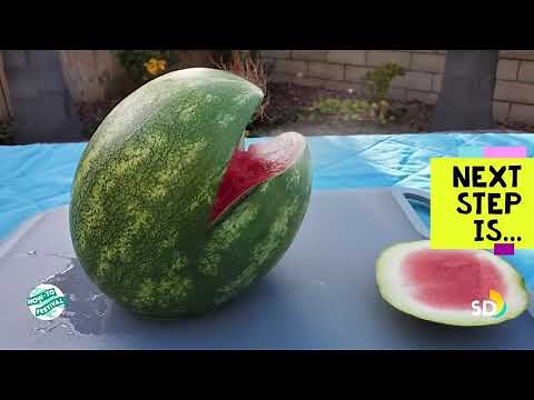 How-To Carve a Watermelon Shark