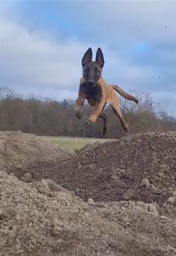 Understanding Dog Poisoning Risks and Prevention Tips