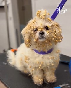 156K views · 767 reactions | She doesn't mess around when it comes to, well... making a mess! 藍 | Try Not to Laugh | Facebook