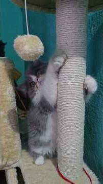 persian cat age 60 day#cat #kitten