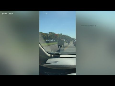 Police officer chases after loose cow on Connecticut highway