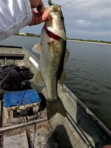 10 inch curly tail worm for the win #bassfishing #outdoors #softplasticbaits #floridabassfishing