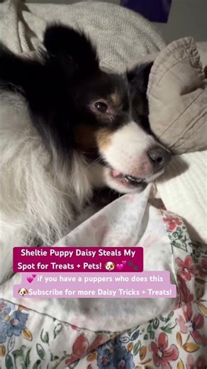 Sheltie Puppy Daisy Steals My Spot for Treats + Pets! 🐶💕🐾 #puppy #dogshorts #sheltie