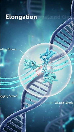 Do you know how DNA replicates itself? #dnareplication #biotechnology