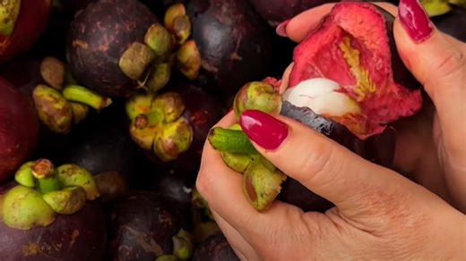 Mangostán: El fruto delicado de Chiapas que lucha por sobrevivir en el campo mexicano