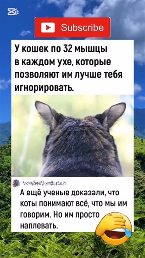 Когда зовешь кота, а у него 32 мышцы в ухе 🐾😂 #funny #humor #viral #jokes #memes #comedy #юмор #мем