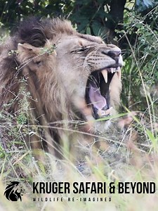 TEETH! Stunning Male Lion, Showing His Beautiful Teeth! The Size Of Them! #africa #animals #lions #lionking #Wow #Amazing #beauty #fblifestyle #trend #cat #wildlife #wildanimals #nature #naturelovers #reelschallenge #reelsfacebook #reelsvideoシ #reelsviralシ #reelsfypシ #fypシ #viralreelsシ #viralreelsfacebook | Kruger Safari And Beyond