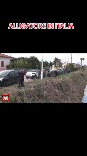Alligatore Avvistato in Italia: Ritorno Inaspettato a Paestum