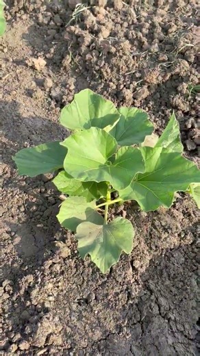 Vegetables Growing process || 🥦🥬🥒🫑