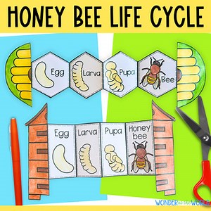 Life cycle of a honey bee insect folding sequencing activity cut and paste craft