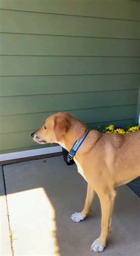 The Doorbell Prank No One Expected