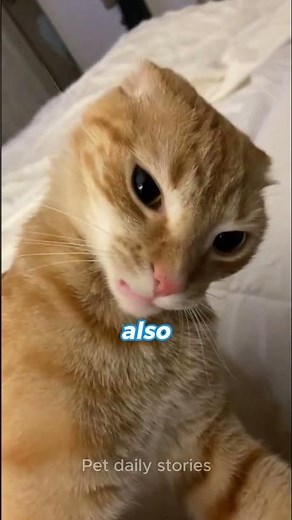 Why Cats Bite You When You Pet Them 😼🐾