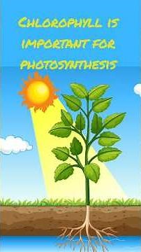 Chlorophyll | Photosynthesis | Activity 5.1 Class 10 science #NCERT #cbse #biology #viralshort