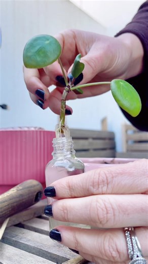 How to Propagate Pilea Peperomioides