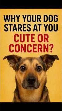 Why Your Dog Stares at You: Cute Sign or Serious Concern?