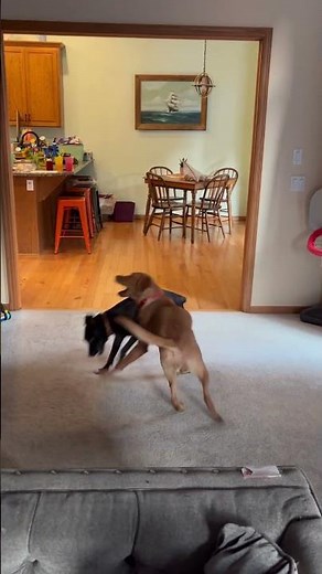 Round one fight #dogfight