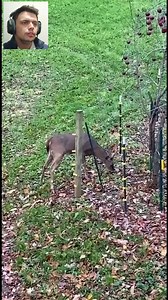 36K views · 478 reactions | Animals getting shocked by the fence hahaha 藍⚡️#funnyvideos #funnymoments #ElectricFence #fblifestyle | Eletric FENCE | Facebook