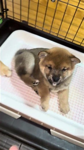 カイカイが可愛いすぎる #豆柴カフェ #豆柴子犬