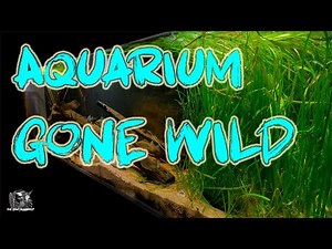 Aquarium GONE WILD: An amazing 300 gallon North American Native Fish home Aquarium