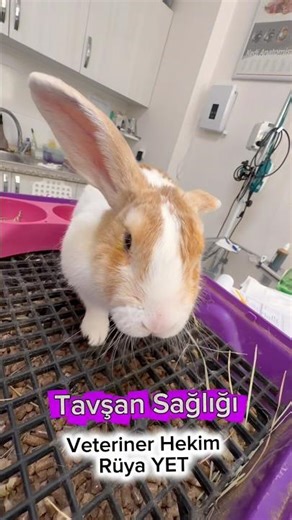 Tavşan Sahiplerinin �’ı Bunu Bilmiyor! Tavşanınız Gerçekten Sağlıklı mı? 🐰 #egzotikveterineri