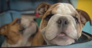 Em vídeo, conheça características do buldogue inglês | Bichos