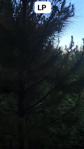 94K views · 1.2K reactions | Low pruning #nzforestry #keepitmovingforward #mixculture #FCS #motivation | Forest Control Services Ltd | Facebook